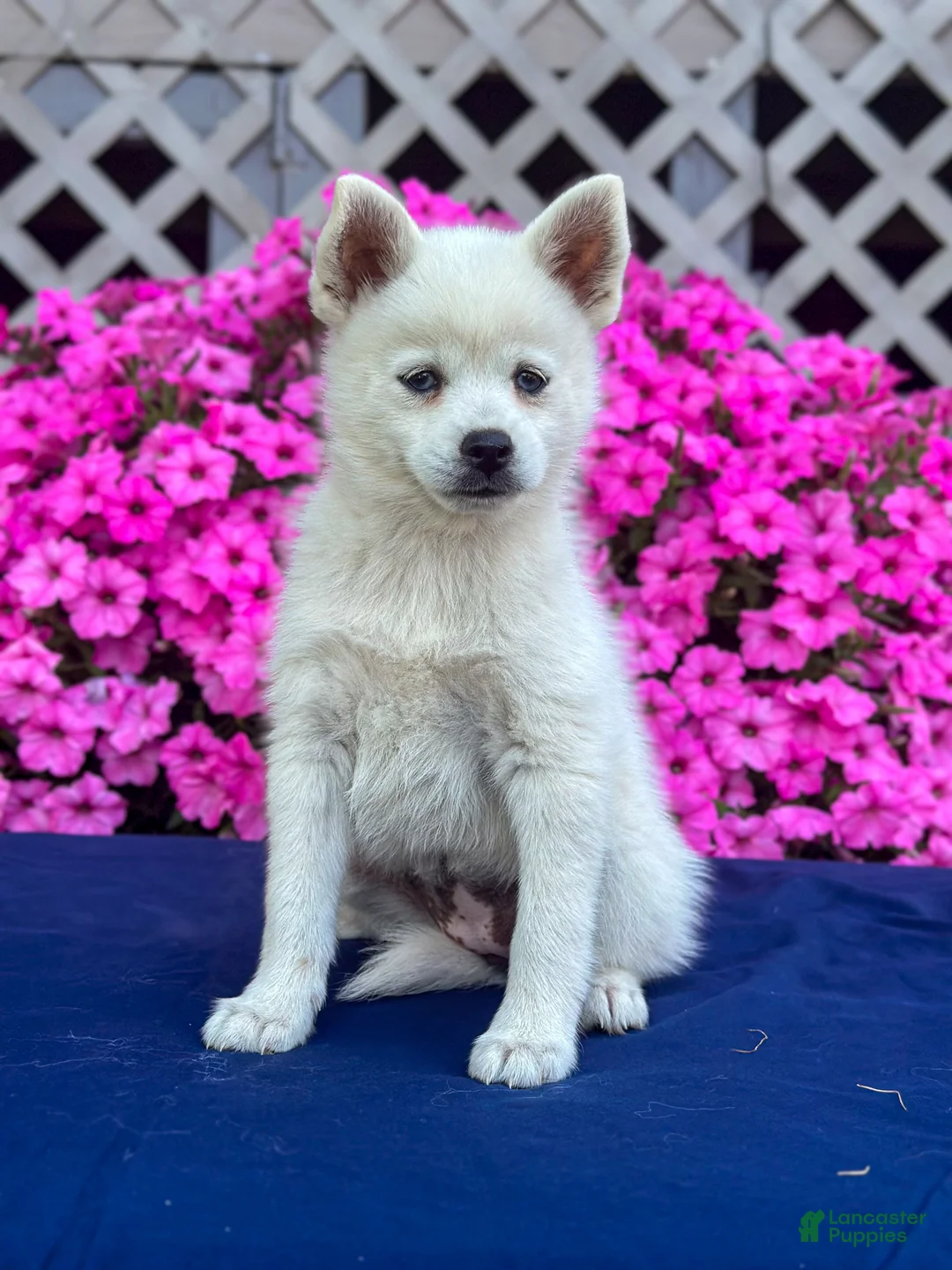 Pomsky dogs for sale: Sierra  - Ad 1