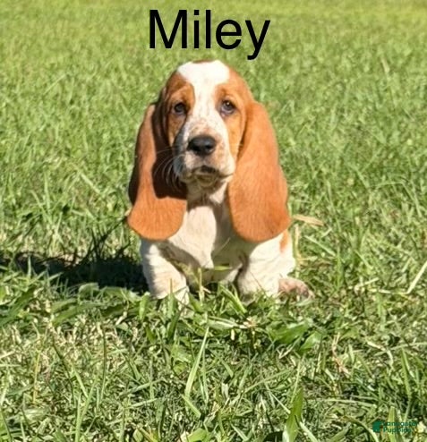 Basset Hound dogs for sale: Miley - Ad 1