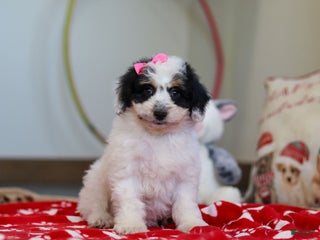 Mini Aussiedoodle dogs Spicy - Ad 17