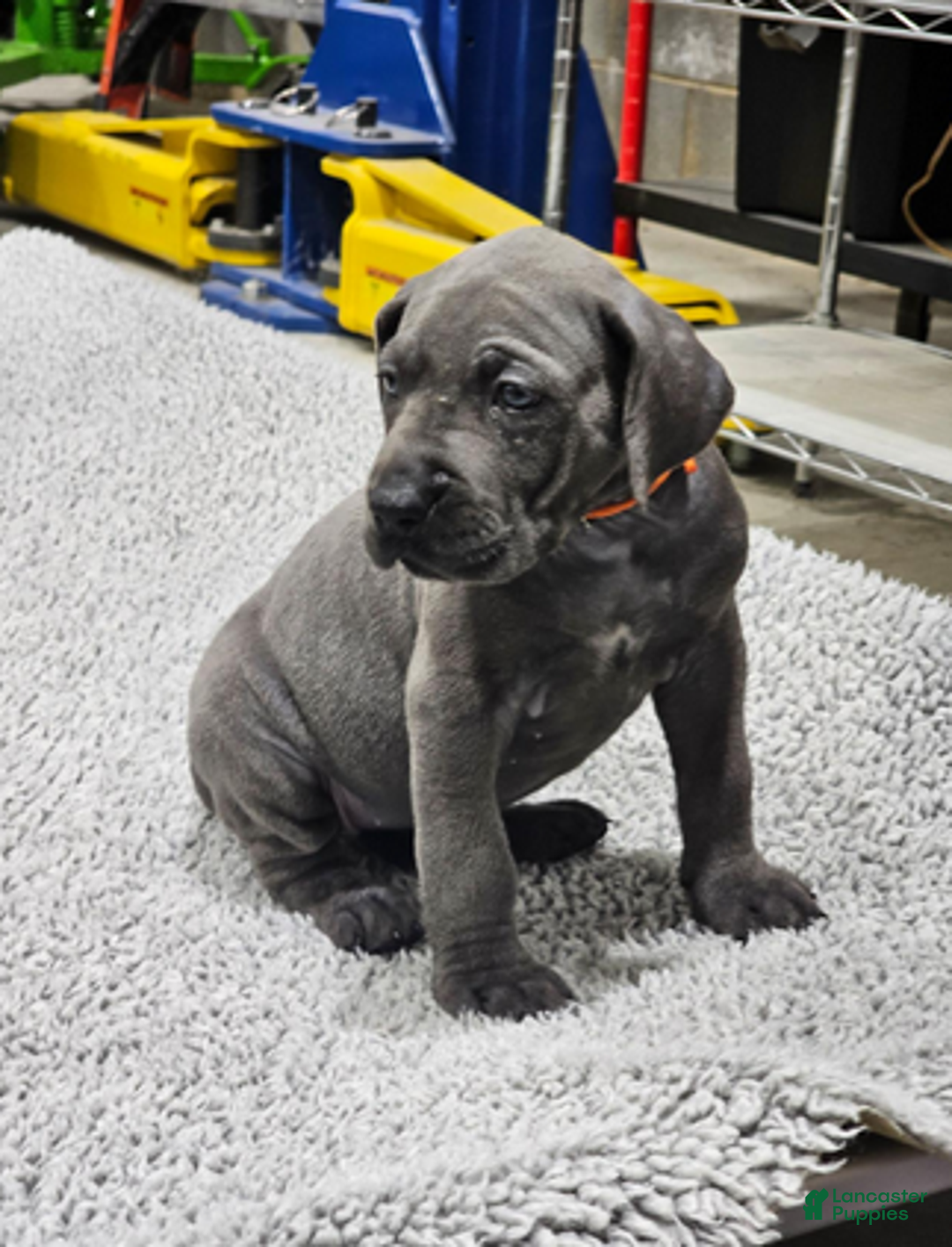 Great Dane dogs for sale: Aurelia - Ad 1