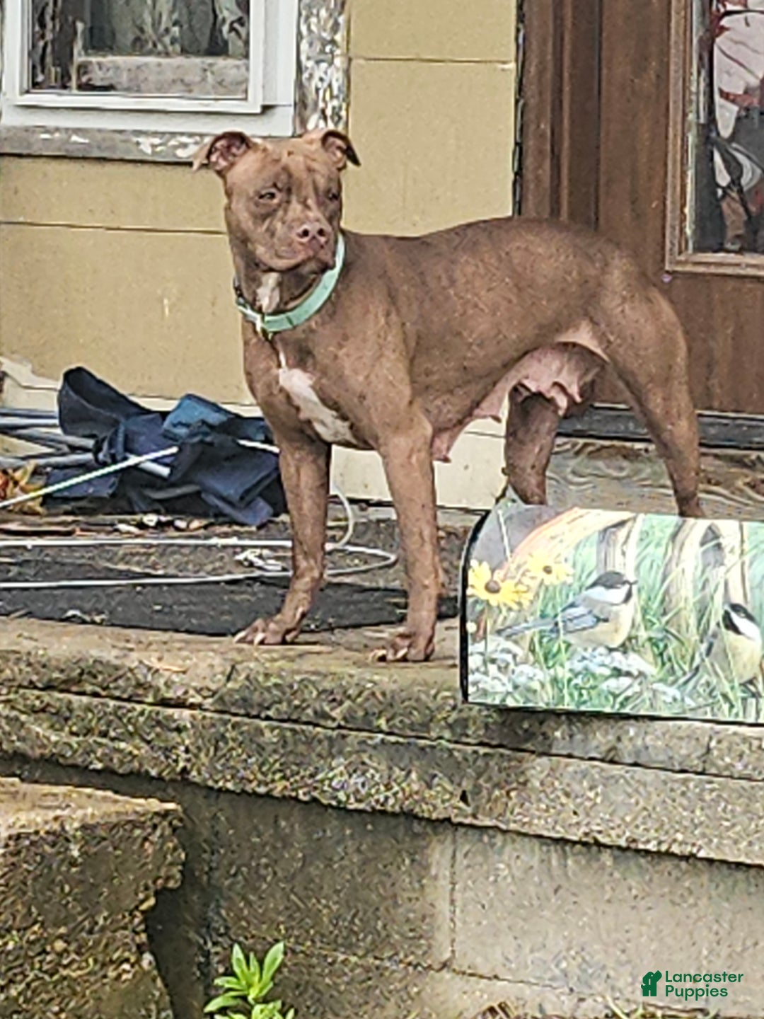 American Pit Bull Terrier dogs for sale: American Pit Bull Terrier Puppy 3 - Ad 2