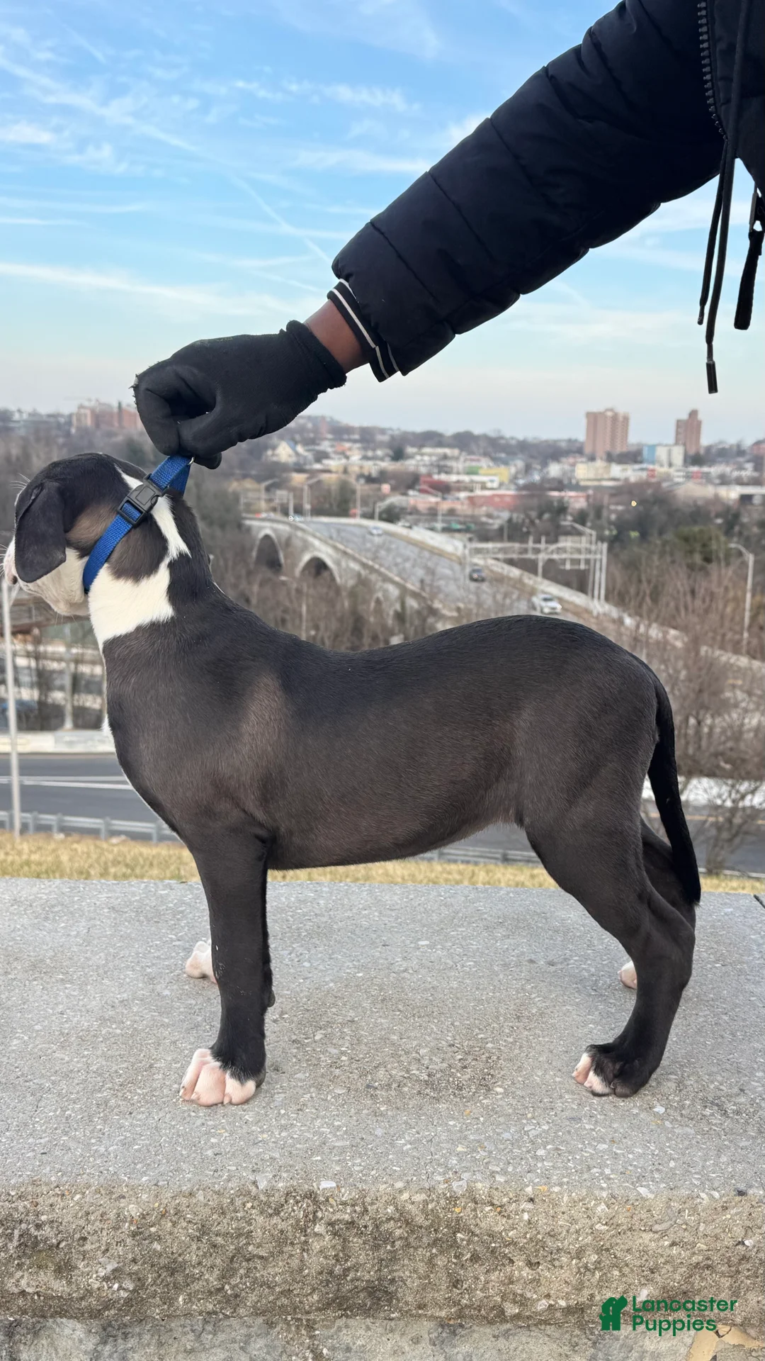 American Bully dogs for sale: Sage - Ad 9