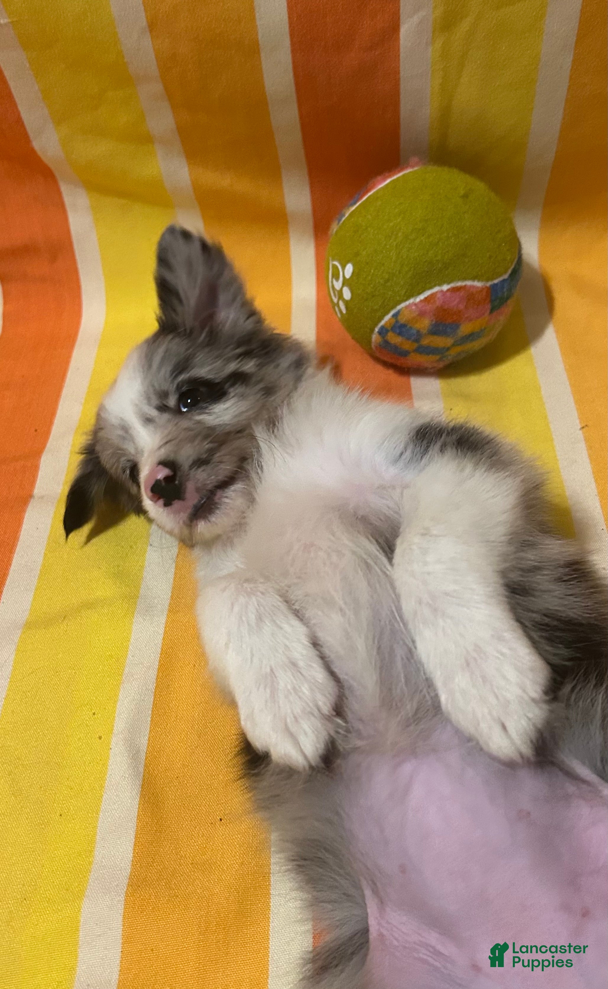 Border Collie dogs Charity Gayle - Ad 1