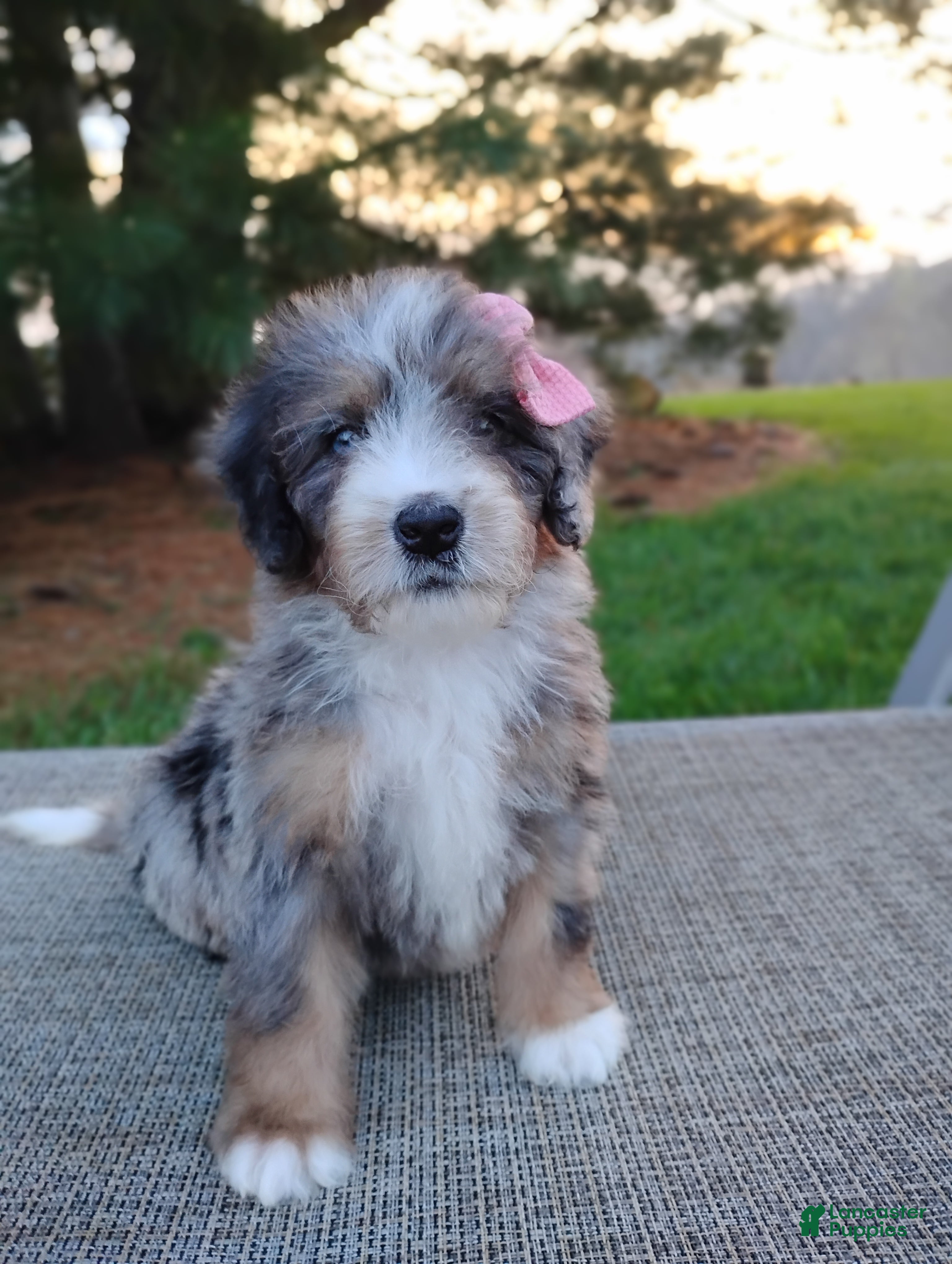 Mini Bernedoodle dogs Rosa - Ad 2