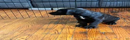 Cane Corso dogs for sale: Cane Corso 2 - Ad 3