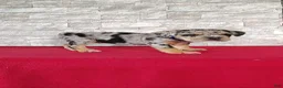 Beabull dogs for sale: Royal - Ad 4