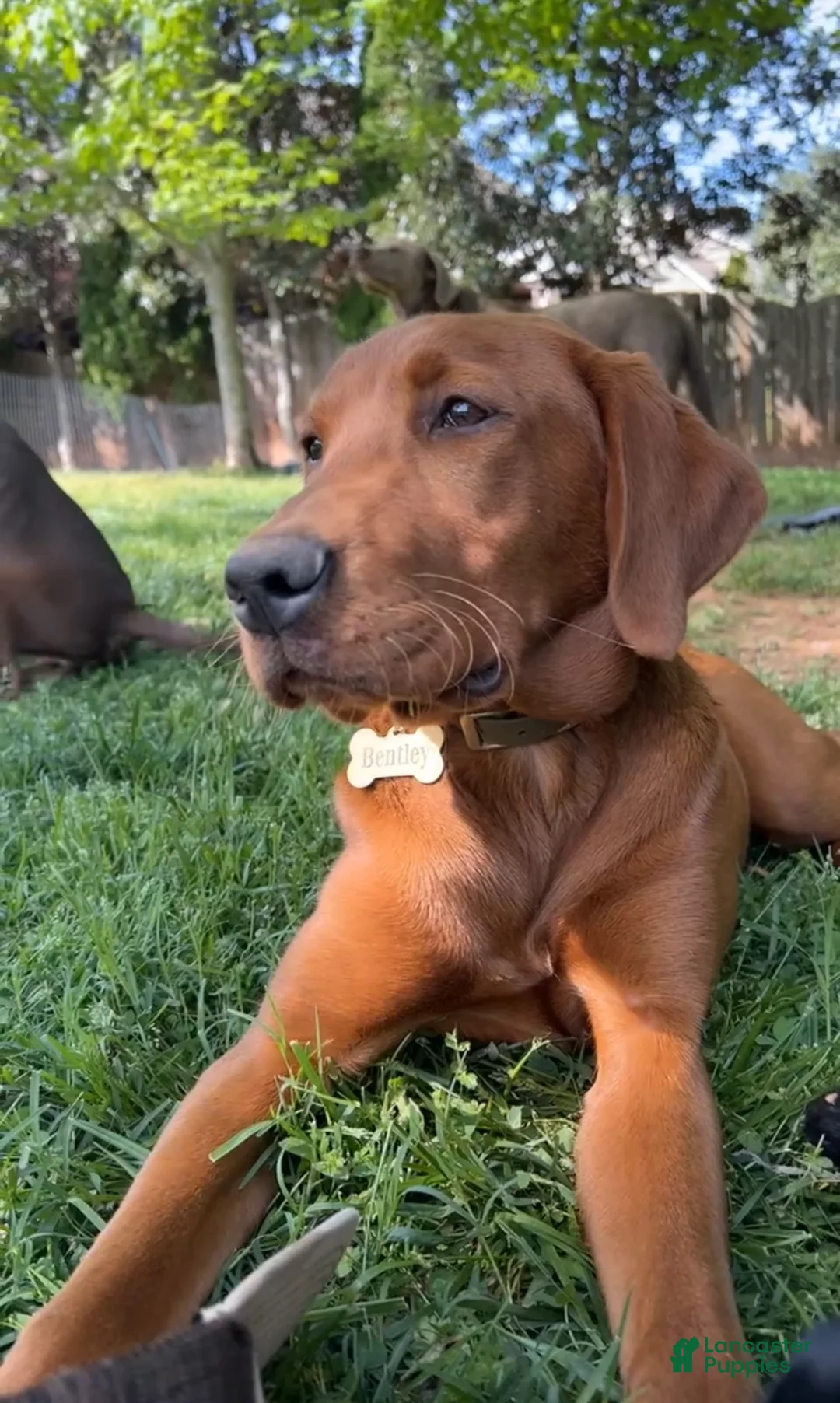 Labrador Retriever dogs for sale: Green Collar Male - Ad 3