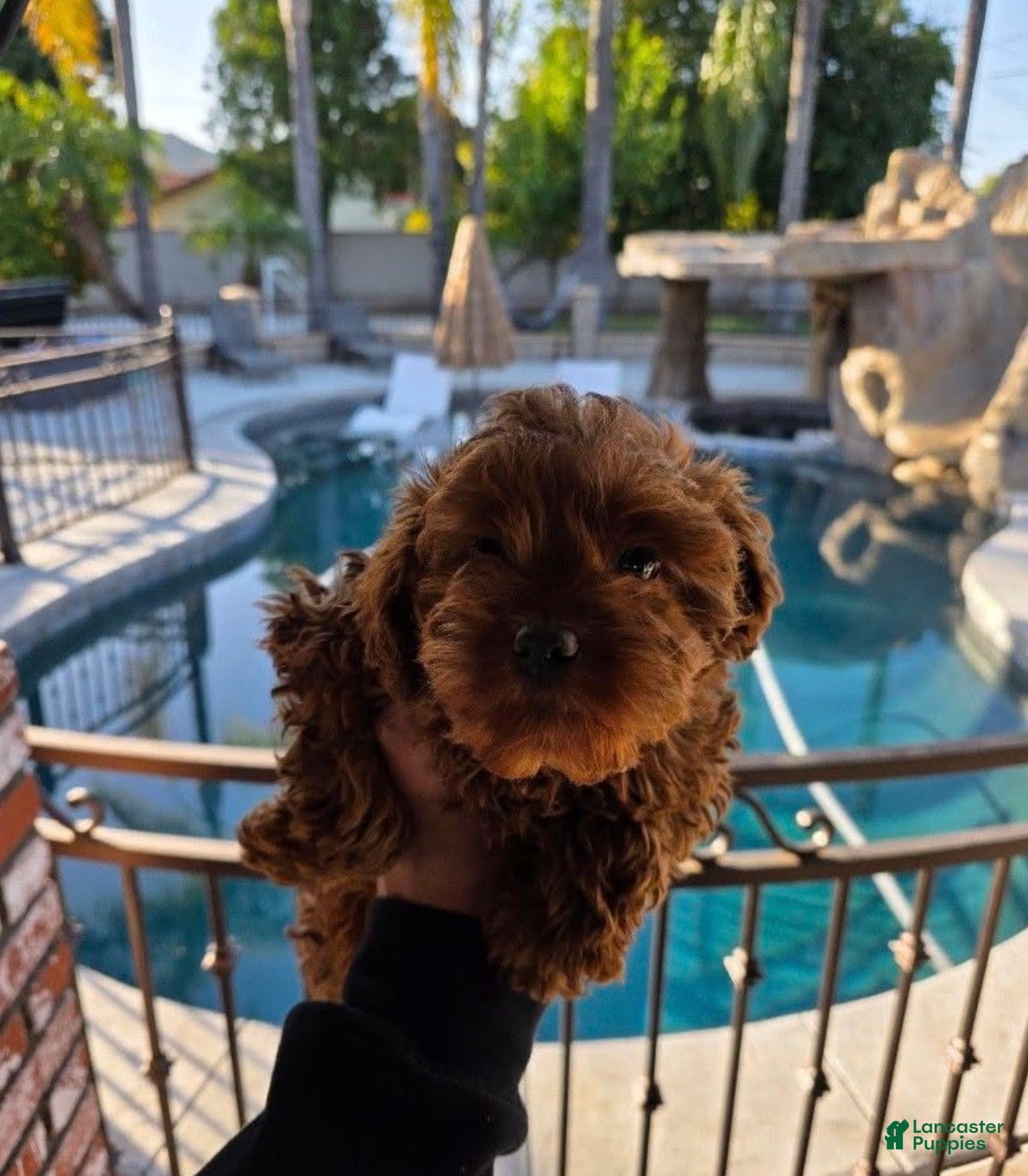 Mini Goldendoodle dogs Mini Goldendoodle Puppy 1 - Ad 1