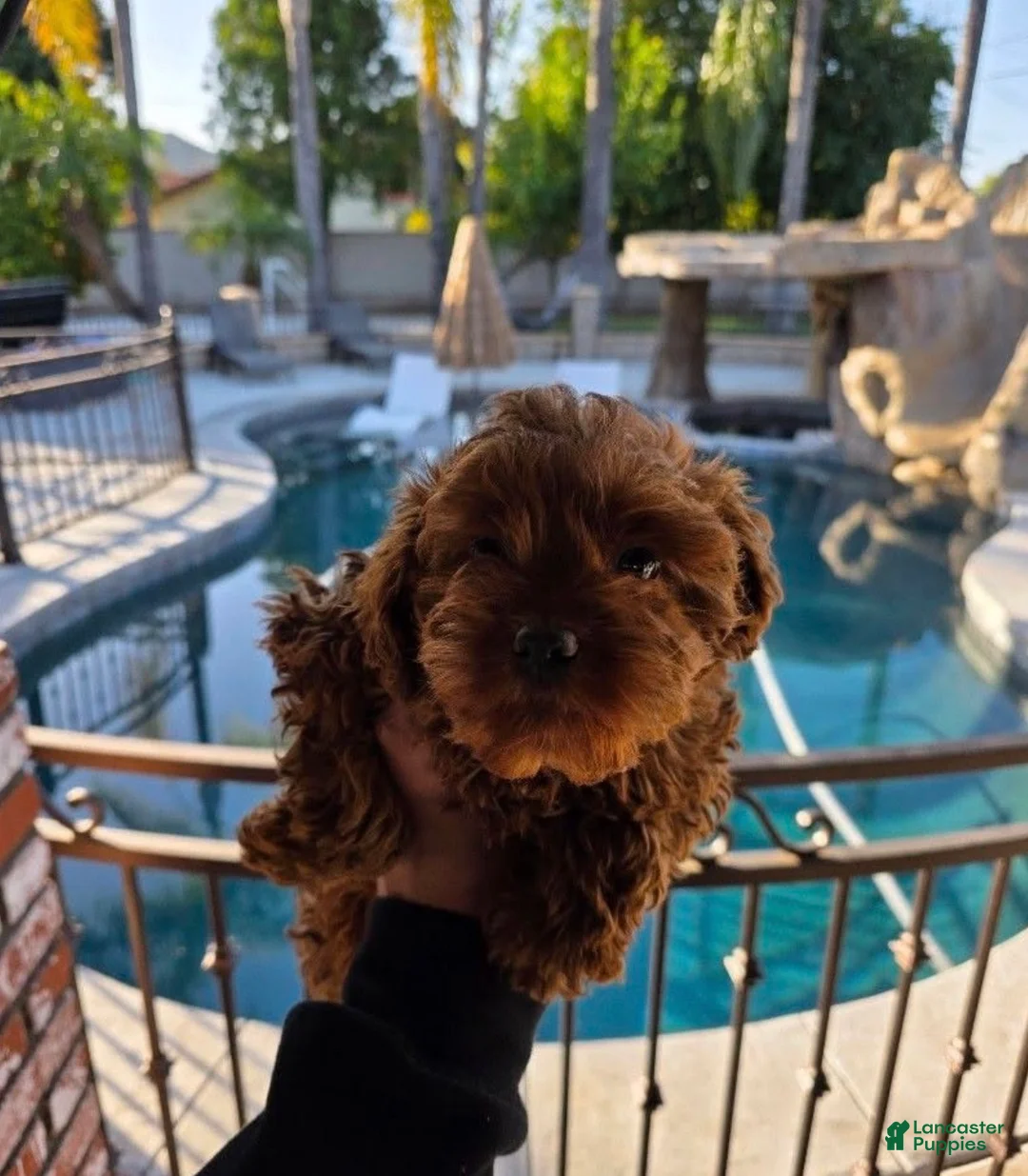 Mini Goldendoodle dogs for sale: Mini Goldendoodle Puppy 1 - Ad 1