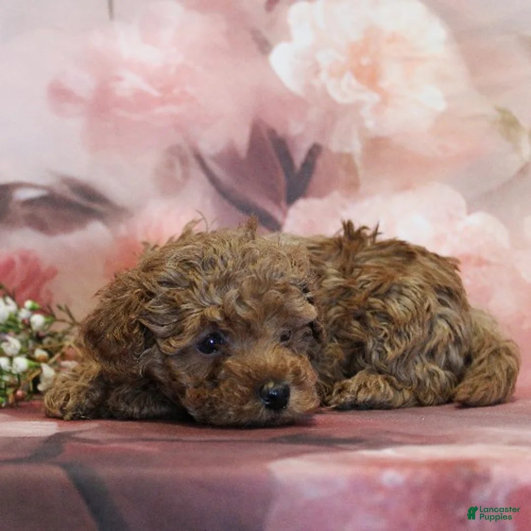 Toy Poodle dogs for sale: Winnie - Ad 3