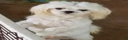 Maltese dogs for sale: Bo - Ad 2