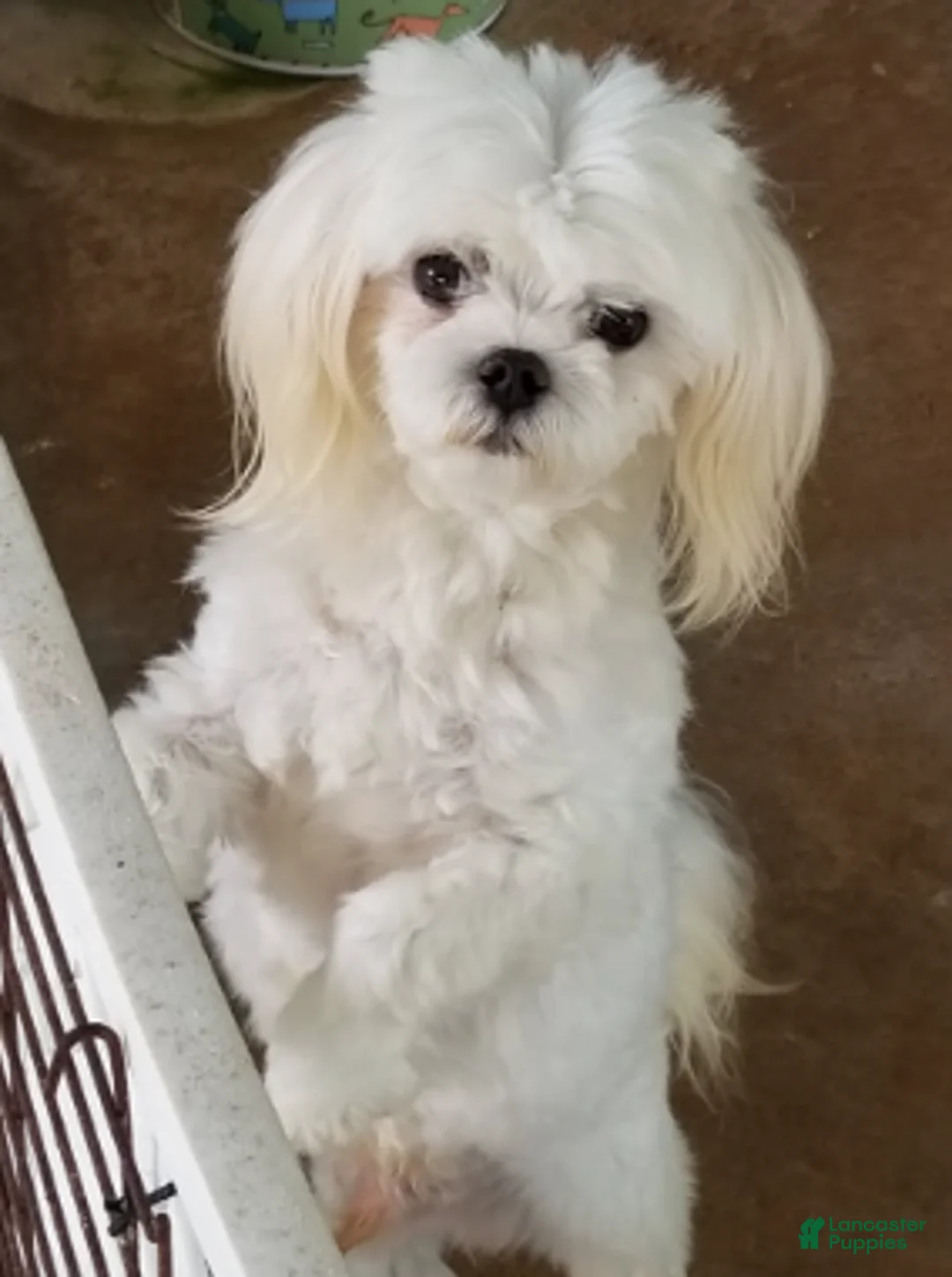 Maltese dogs for sale: Bo - Ad 2