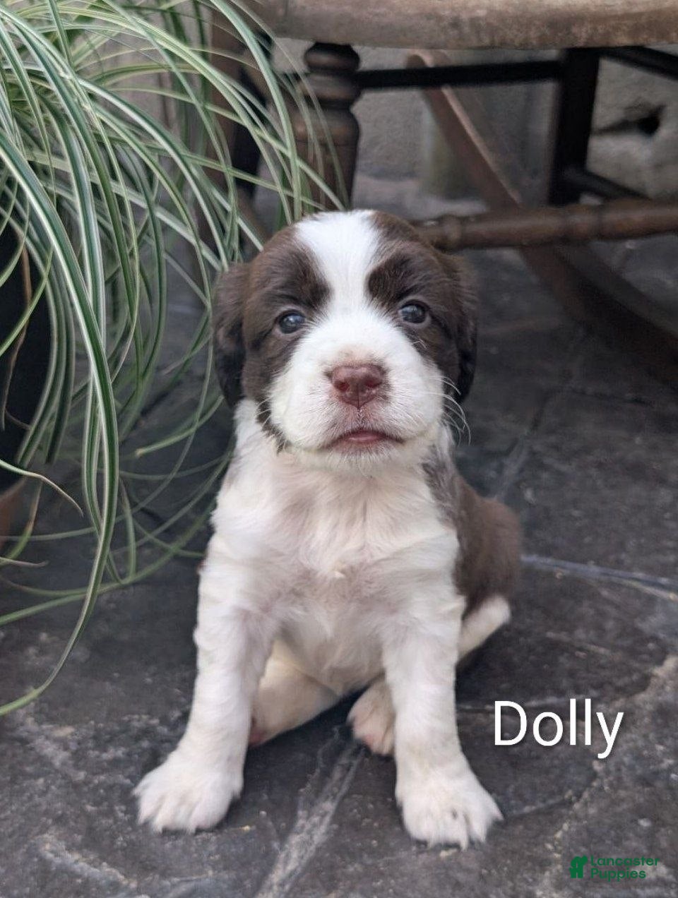 English Springer Spaniel dogs English Springer Spaniel, Dolly - Ad 1