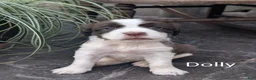 English Springer Spaniel dogs for sale: English Springer Spaniel, Dolly - Ad 1