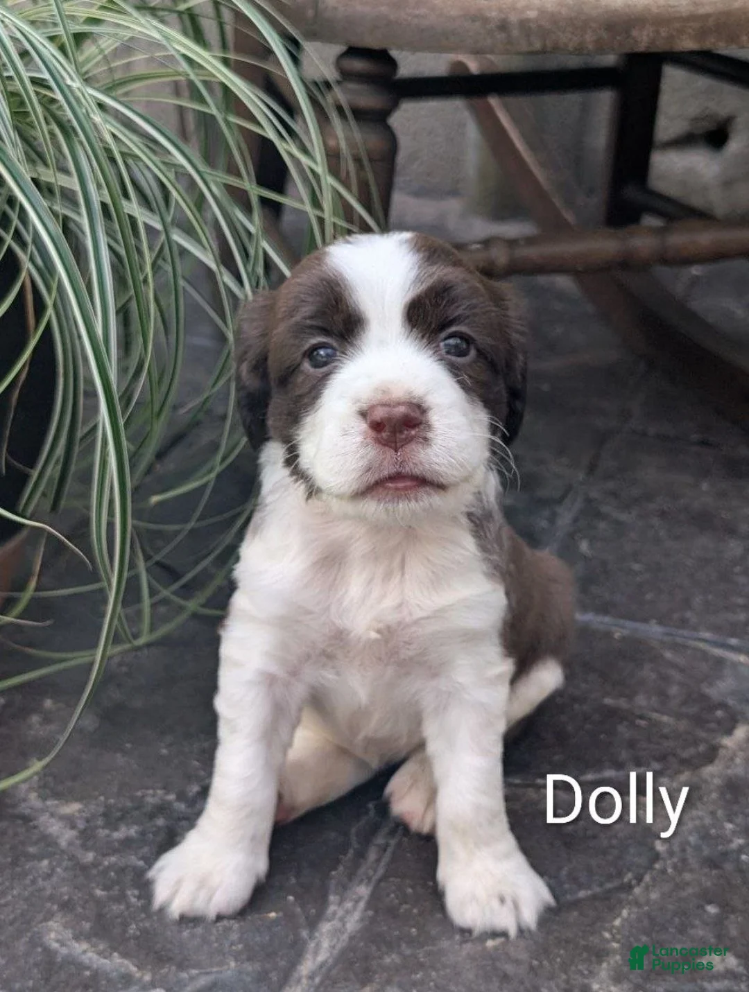 English Springer Spaniel dogs for sale: English Springer Spaniel, Dolly - Ad 1
