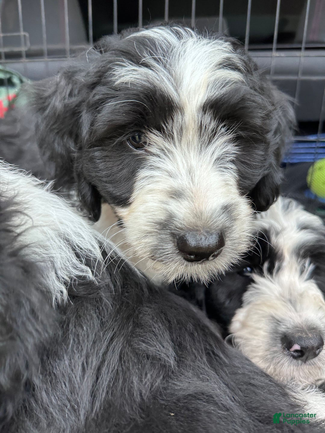 Aussiedoodle dogs for sale: Greta - Ad 1