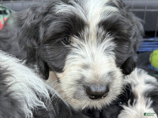 Aussiedoodle dogs Aussiedoodle Puppy 8 - Ad 40