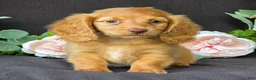 Miniature Dachshund dogs for sale: Diamond - Ad 4