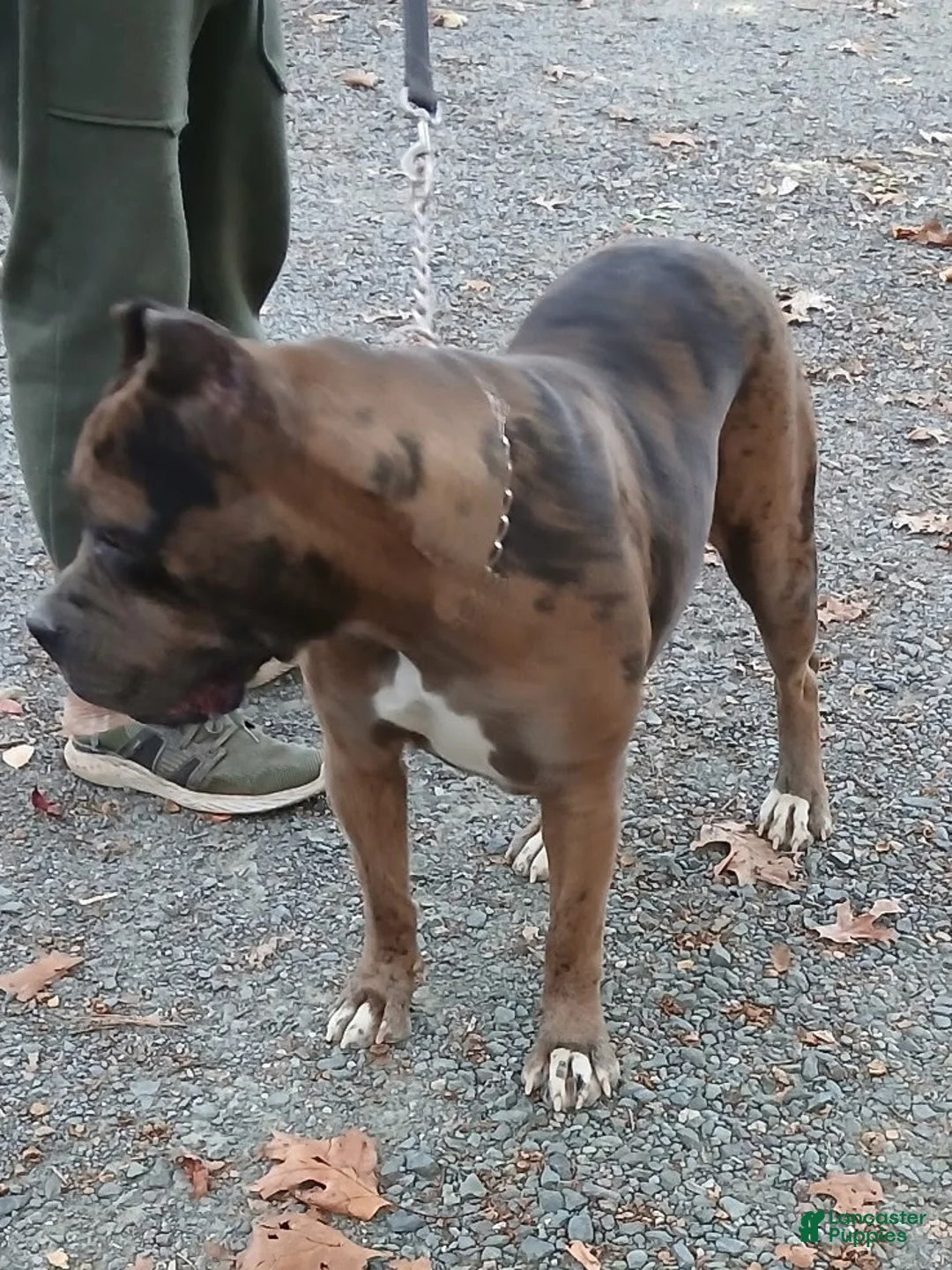 Cane Corso dogs for sale: Coco - Ad 2