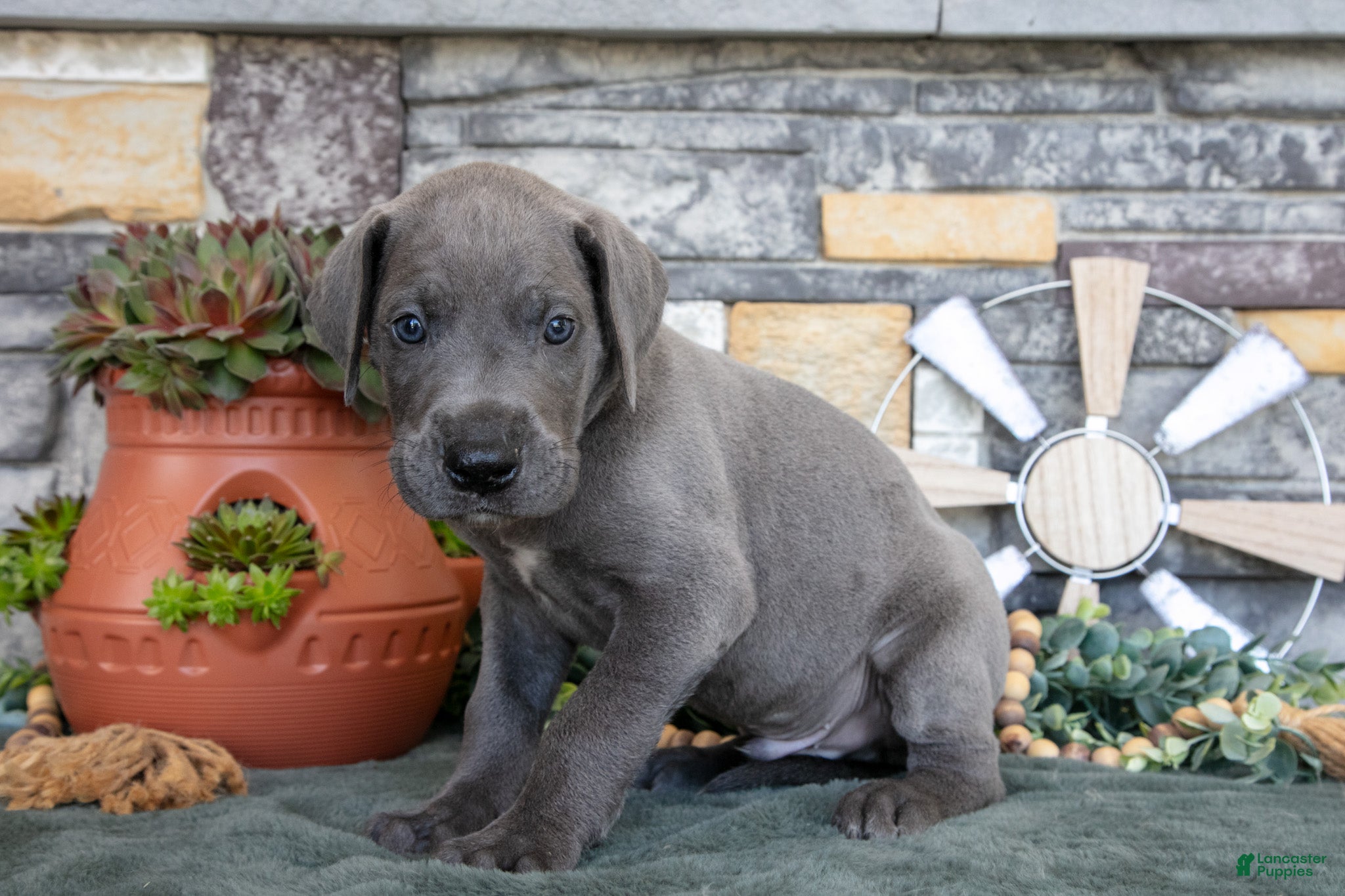 Great Dane dogs Explorer - Ad 2