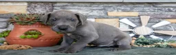 Great Dane dogs for sale: Explorer - Ad 2