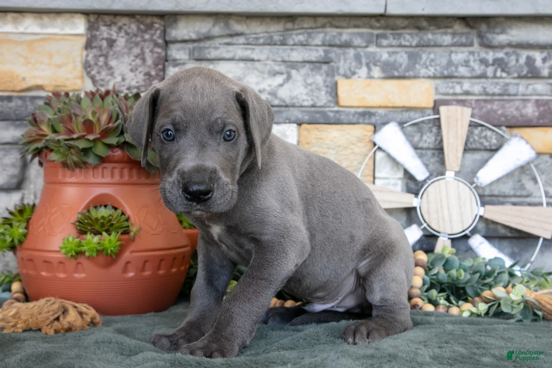 Great Dane dogs for sale: Explorer - Ad 2