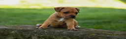 Staffordshire Bull Terrier dogs for sale: Marley 🌸🐾 - Ad 12