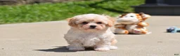 Maltipoo dogs for sale: Biscuit - Ad 5