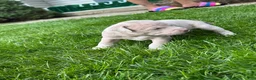 Mixed Breed dogs for sale: Porkchop - Ad 3