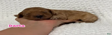 Darla