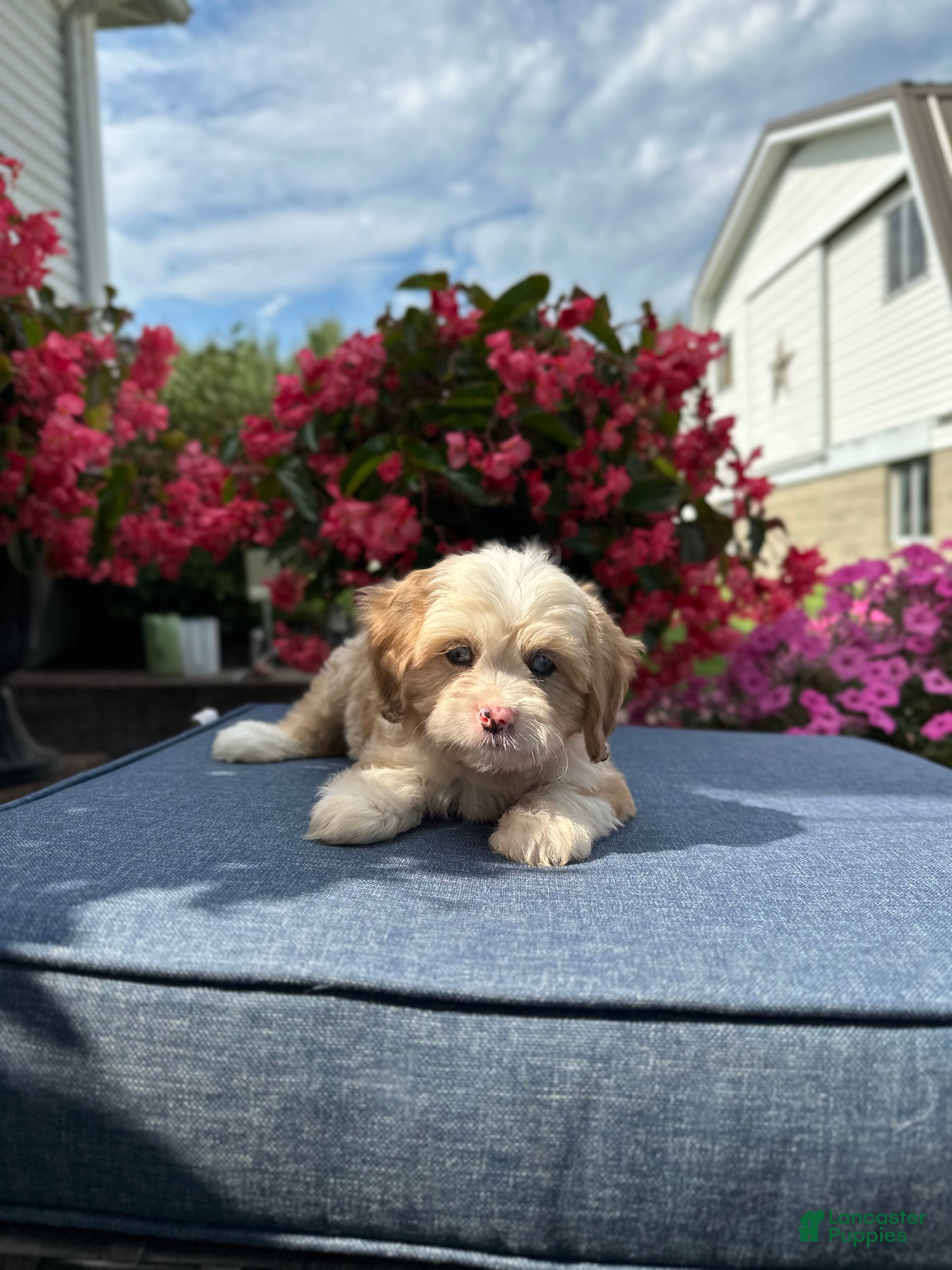 Cavapoo dogs Nola - Ad 2