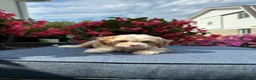 Cavapoo dogs for sale: Nola - Ad 2