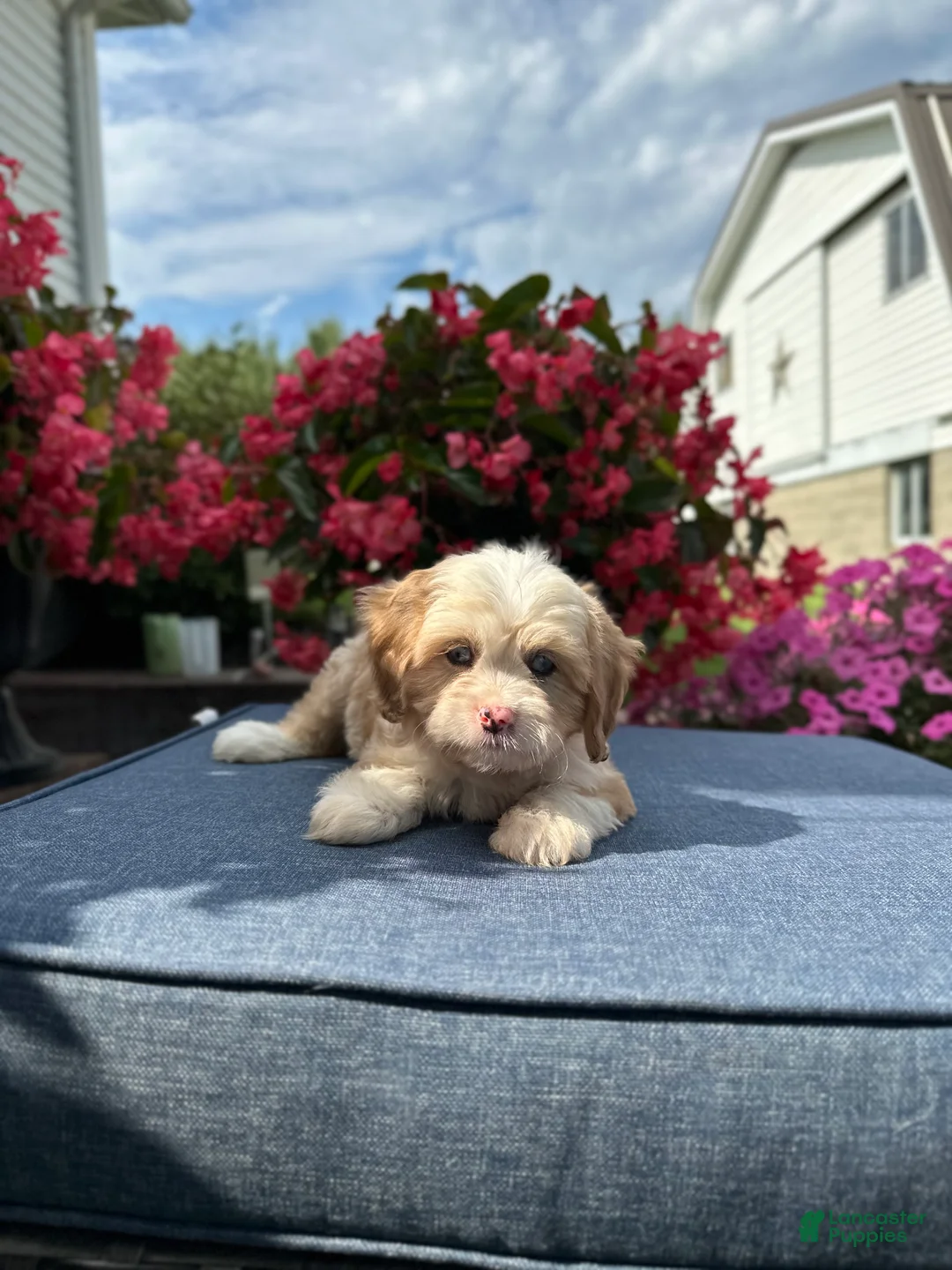 Cavapoo dogs for sale: Nola - Ad 2