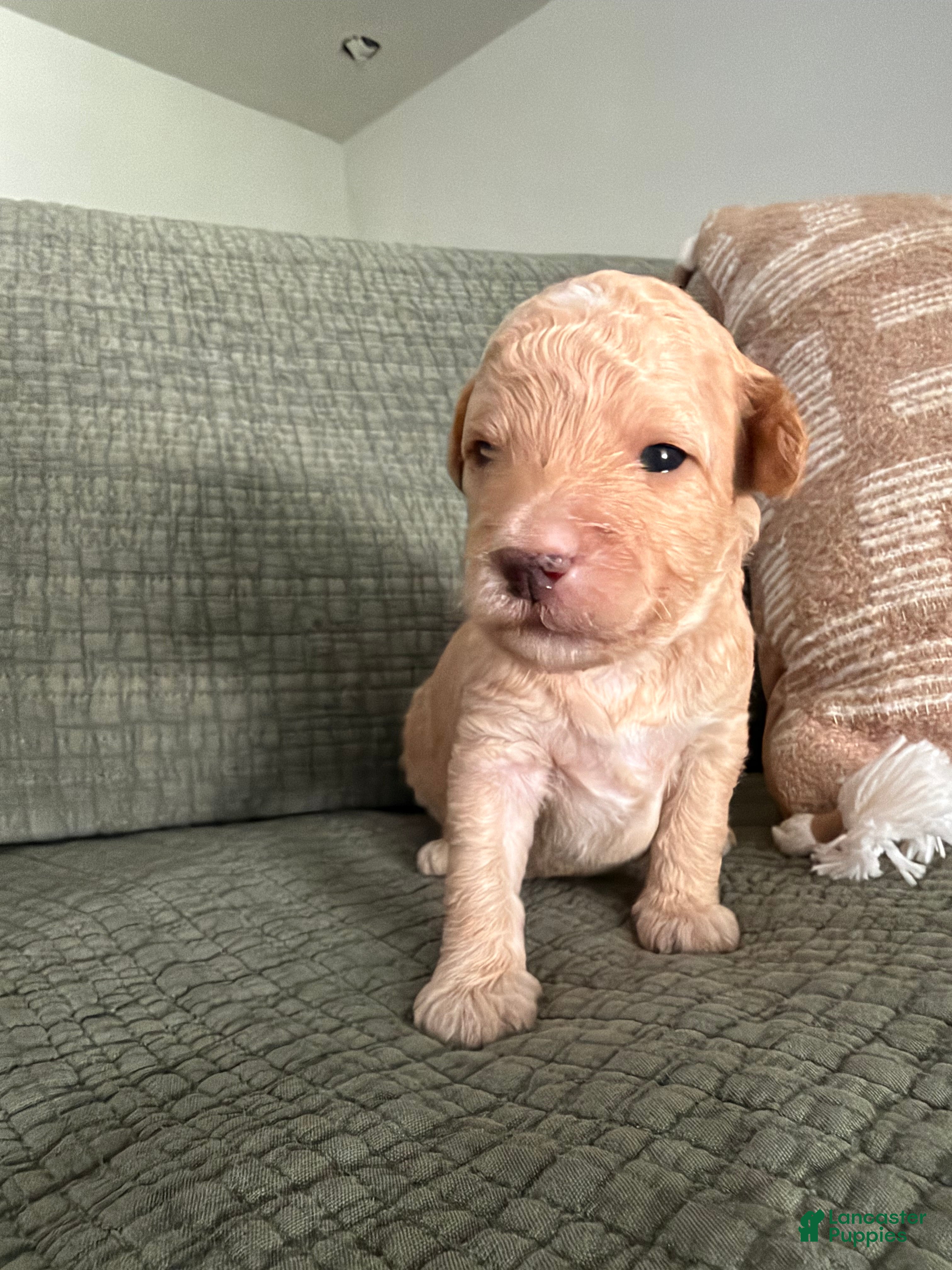 Miniature Poodle dogs Copper  - Ad 2