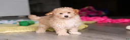 Havapoo dogs for sale: Brodie - Ad 14
