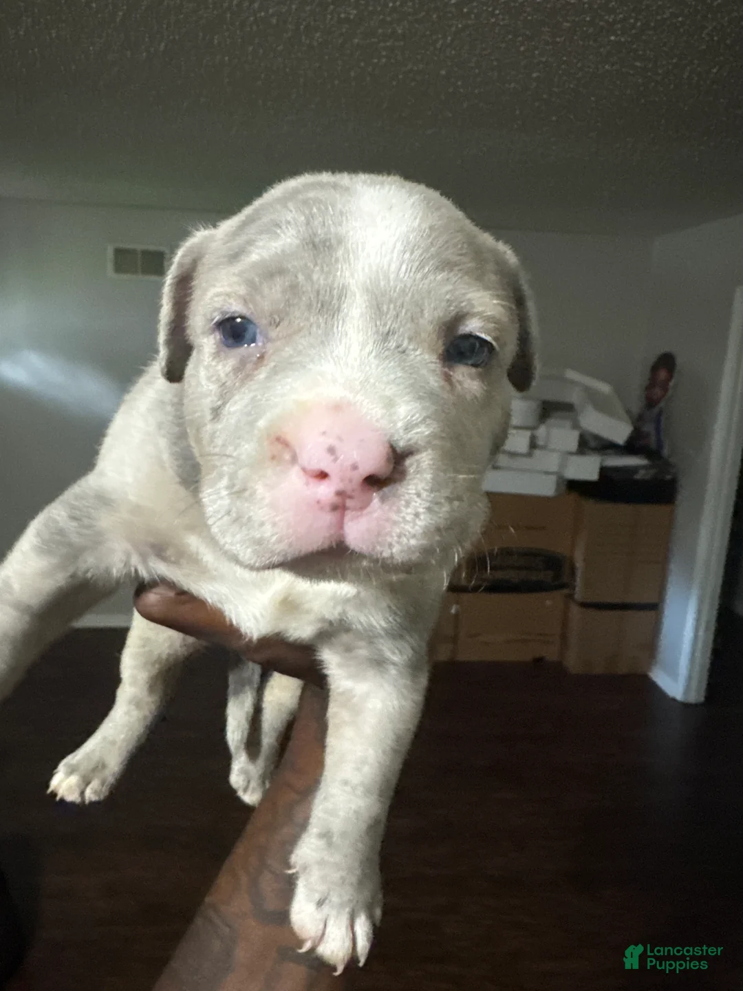 Mixed Breed dogs for sale: 7even - Ad 2
