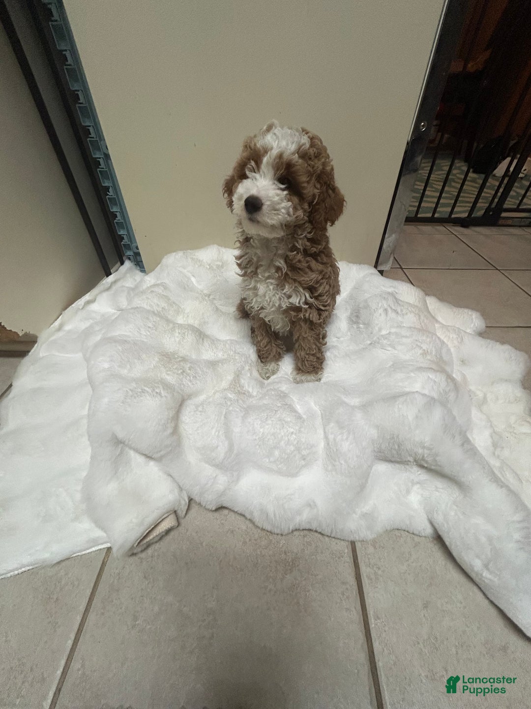 Mini Goldendoodle dogs for sale: Petite Tuxedo Mini Goldendoodle Mr. Perfection - Ad 6