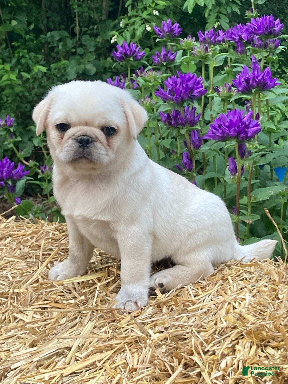 Pug dogs Sugar - Ad 1