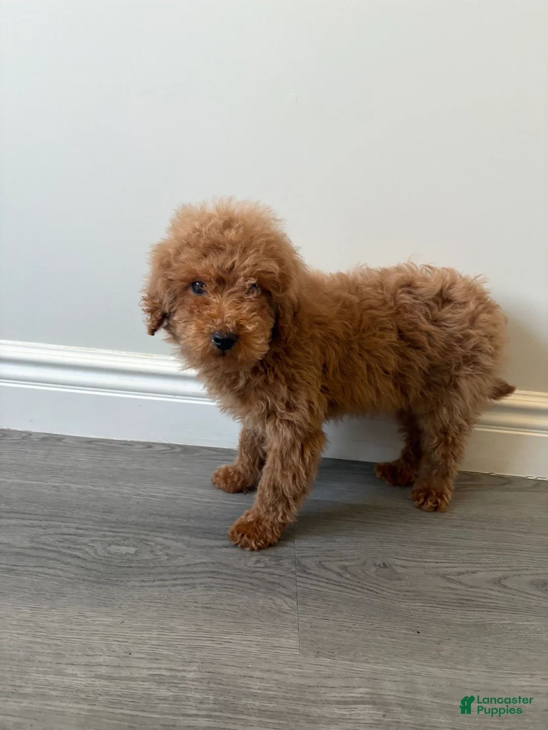 Toy Poodle dogs for sale: Toy Poodle Paul - Ad 4
