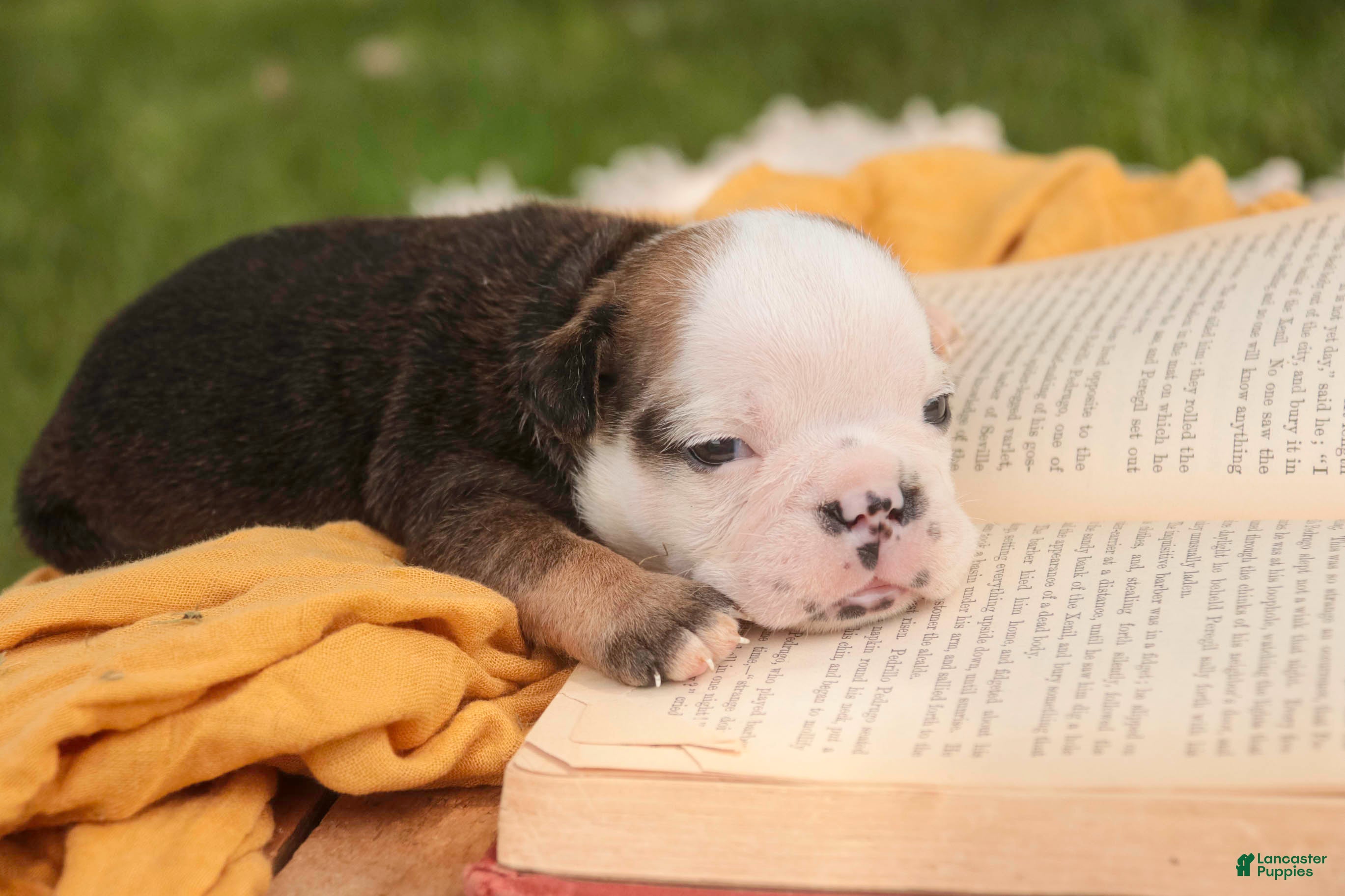 English Bulldog dogs Riley English Bulldog  - Ad 2