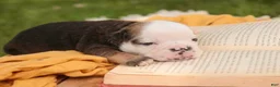 English Bulldog dogs for sale: Riley English Bulldog  - Ad 4
