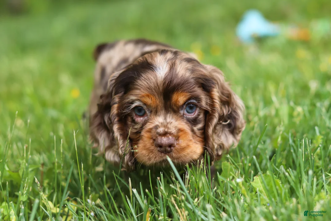 Cocker Spaniel dogs for sale: Blair - Ad 2