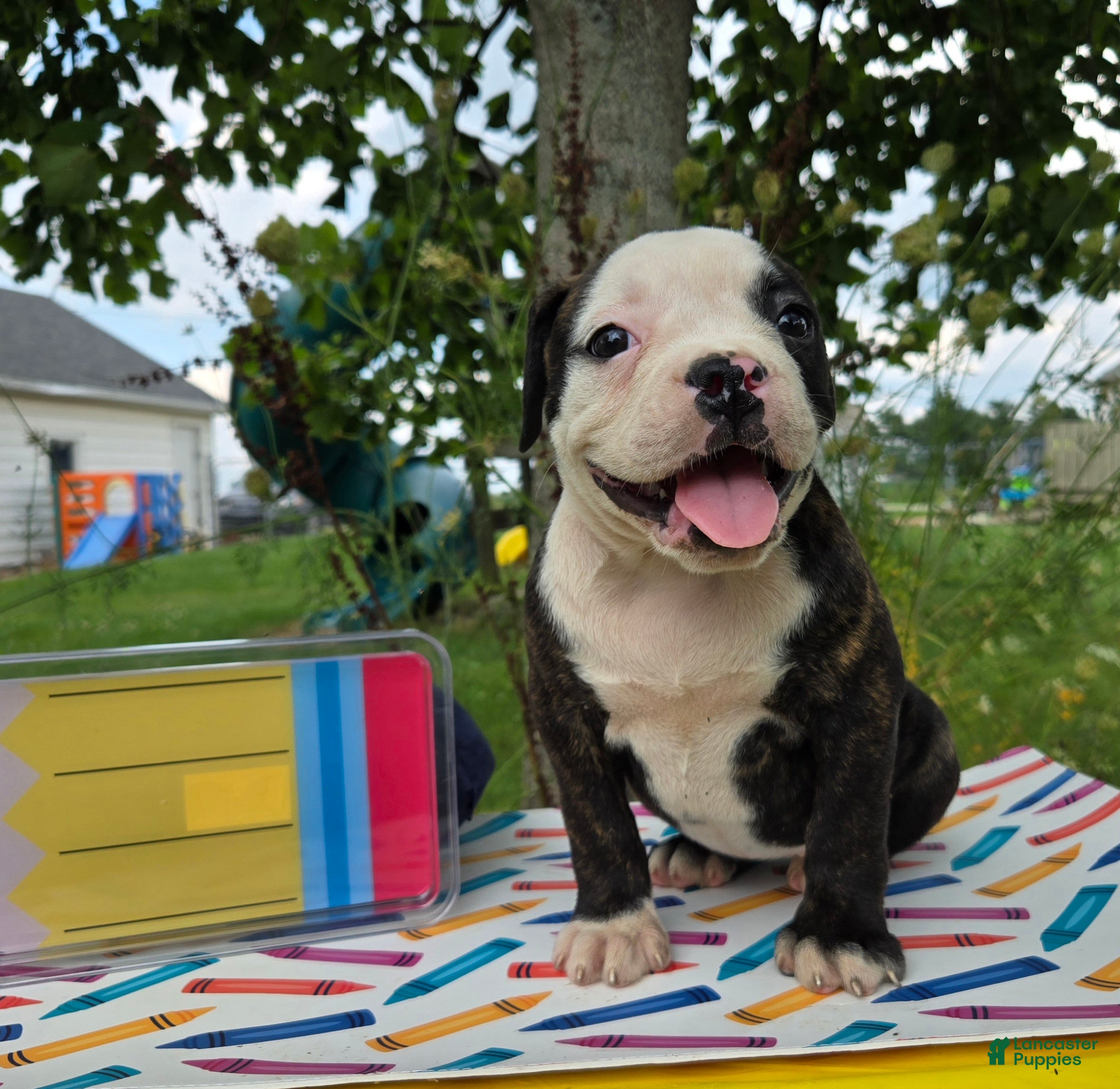 Olde English Bulldogge dogs Alice - Ad 1