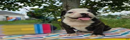 Olde English Bulldogge dogs for sale: Alice - Ad 1