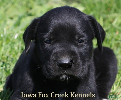 Mixed Breed dogs Brianna - Ad 14