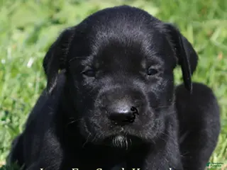 Mixed Breed dogs Brianna - Ad 14