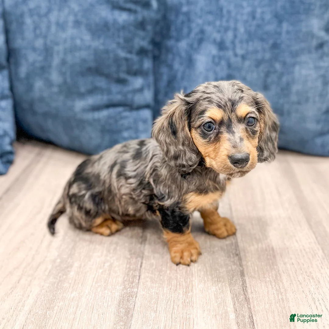 Miniature Dachshund dogs for sale: Alex - Ad 1