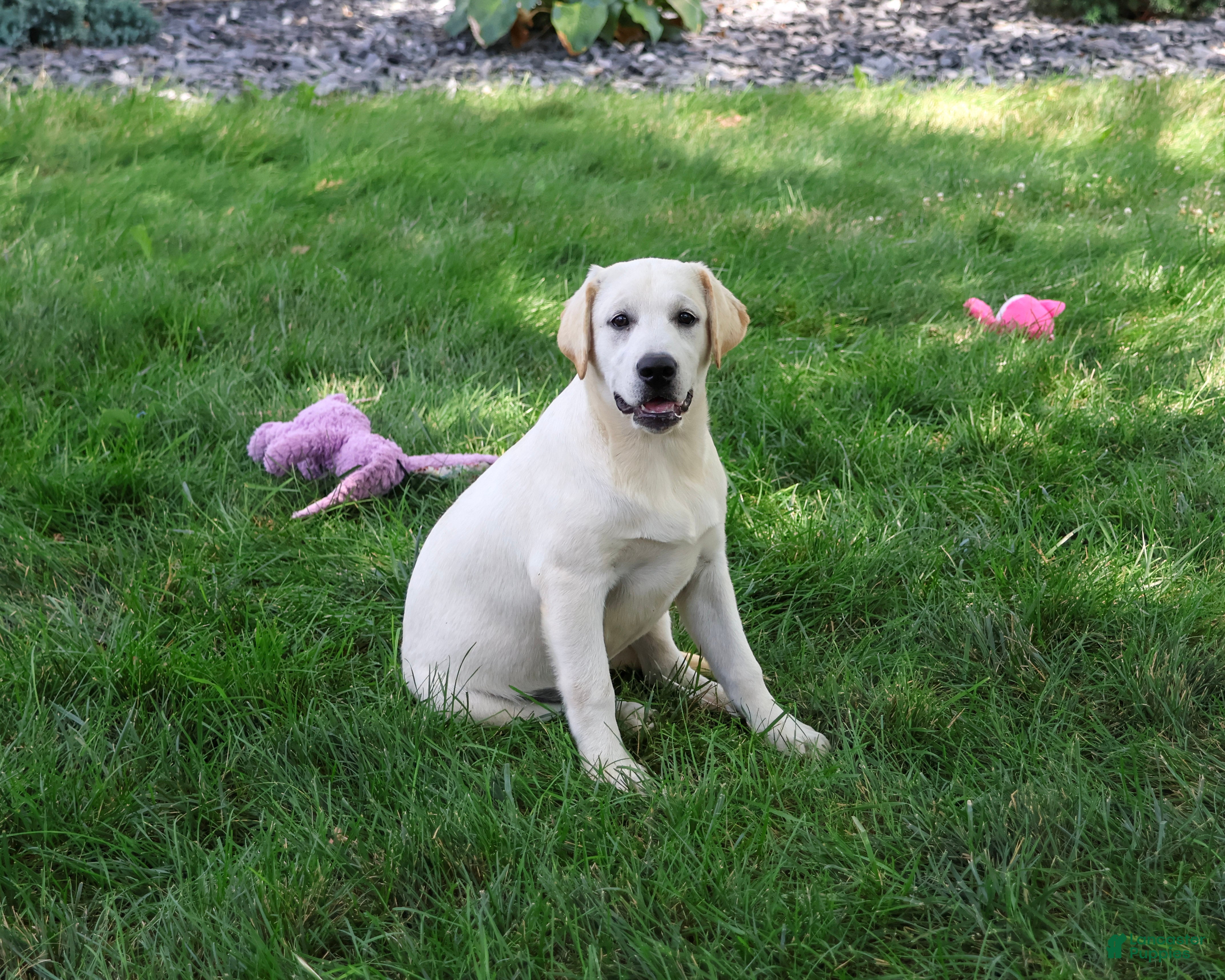 Labrador Retriever dogs Wanda - Ad 2