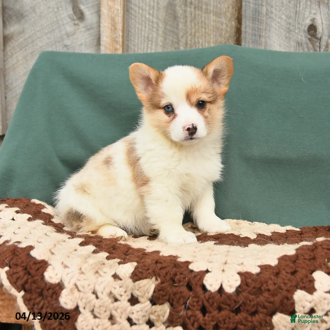 Welsh Corgi Pembroke dogs for sale: Heidi - Ad 1