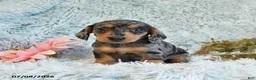 Miniature Dachshund dogs for sale: Buttons - Ad 4